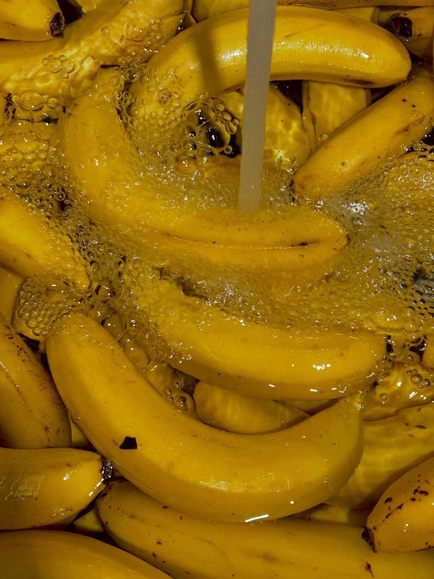 매일 세척하는 바나나 — bananas washed daily